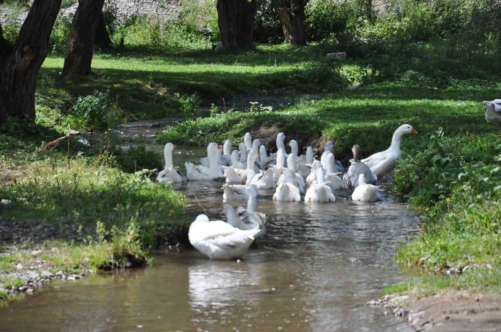 Kars kazına yoğun talep