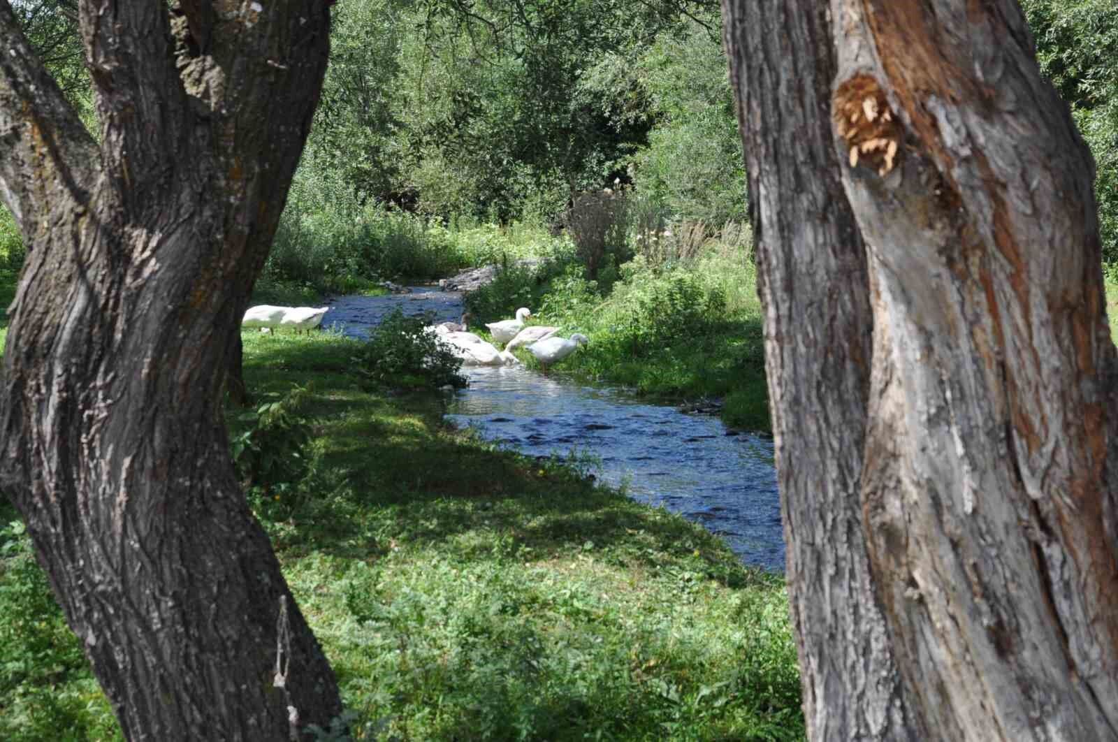 Kars kazına yoğun talep