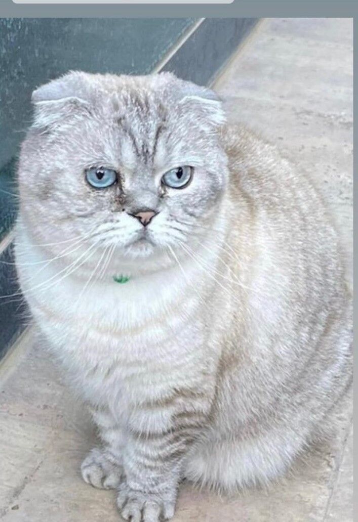 Kayıp kedisini bulunana 15 Bin TL ödül verecek