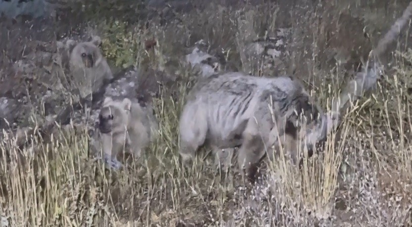 Polonyalı turist ayı saldırısından son anda kurtuldu