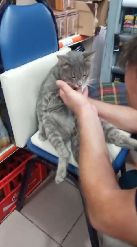 Balı fazla kaçıran kedi kendinden geçti