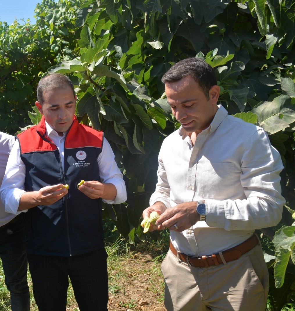 Silopi’nin tescilli behnat incirinin hasadı yapıldı