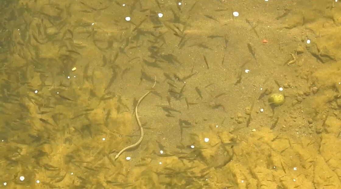 Erciş balık bendi yavru balıkların barınma alanı oldu