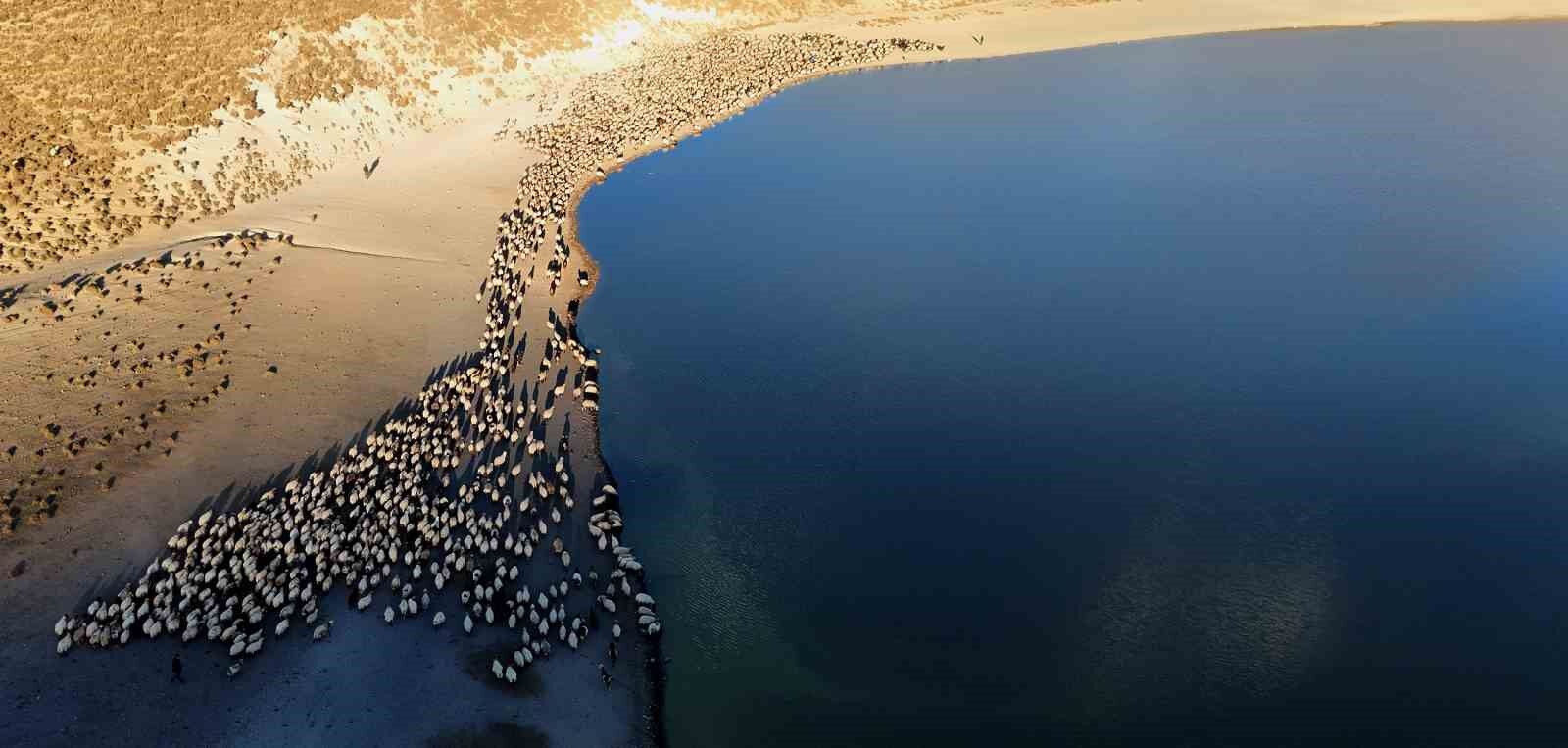 Sürülerin tozlu su yolculuğu ortaya kartpostallık görüntüler çıkarıyor