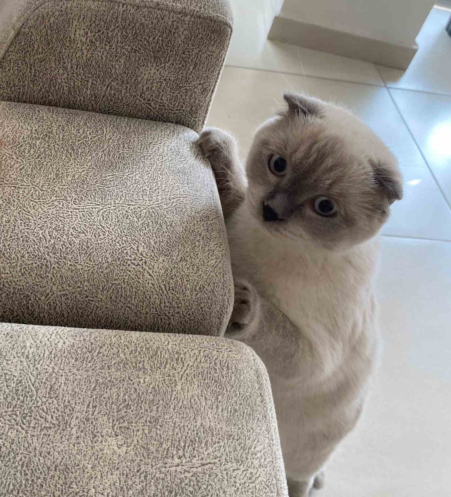 15 gündür beslediği Pamuk’u bulana ödül verecek