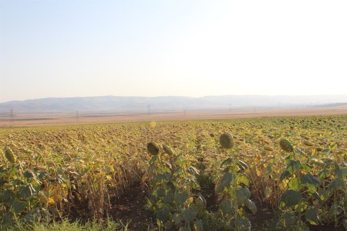Batman’da yağlık ayçiçeği ekimi devlet desteğiyle yaygınlaştırılacak