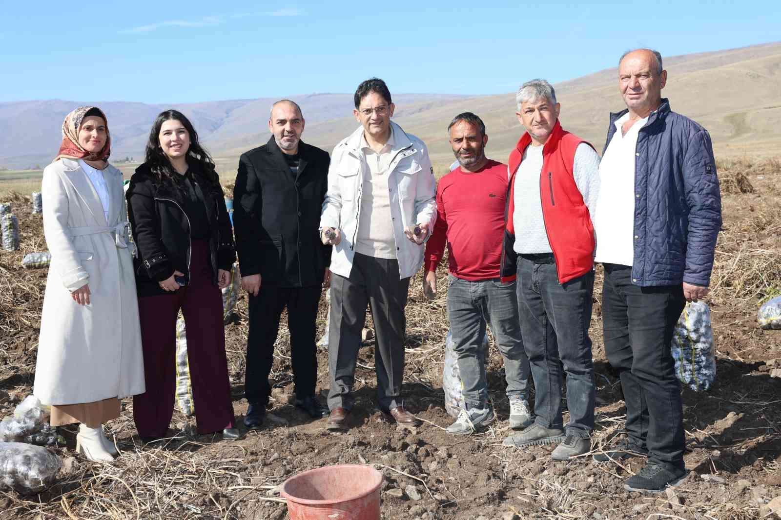 Mor patateste hasat zaman