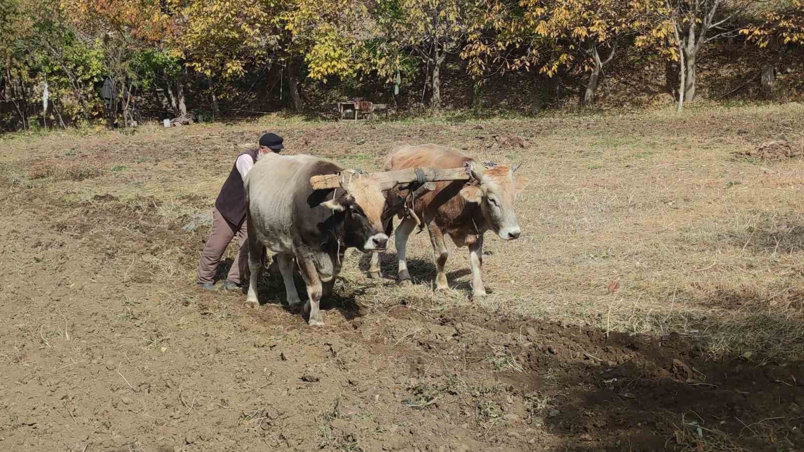 Bu köydeki tarım halen karasabanla yapılıyor
