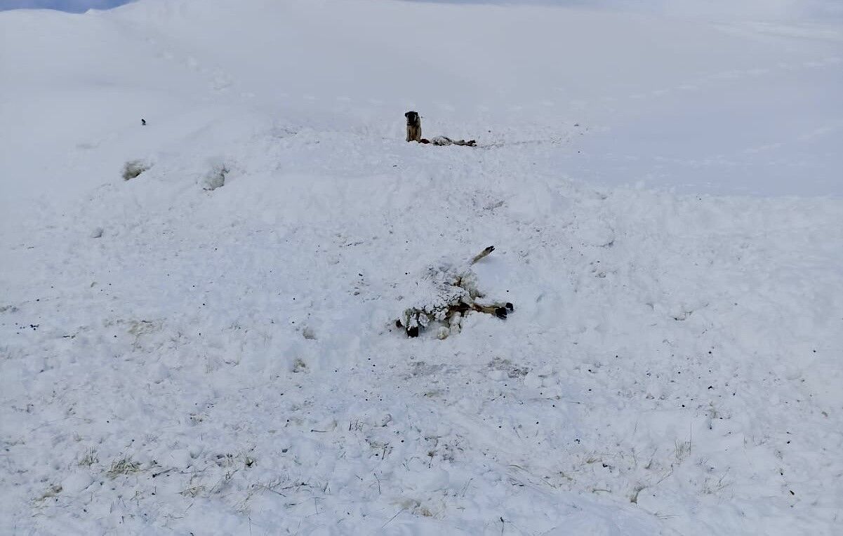 Malatya’da yaklaşık 100 küçükbaş donarak hayvan telef oldu