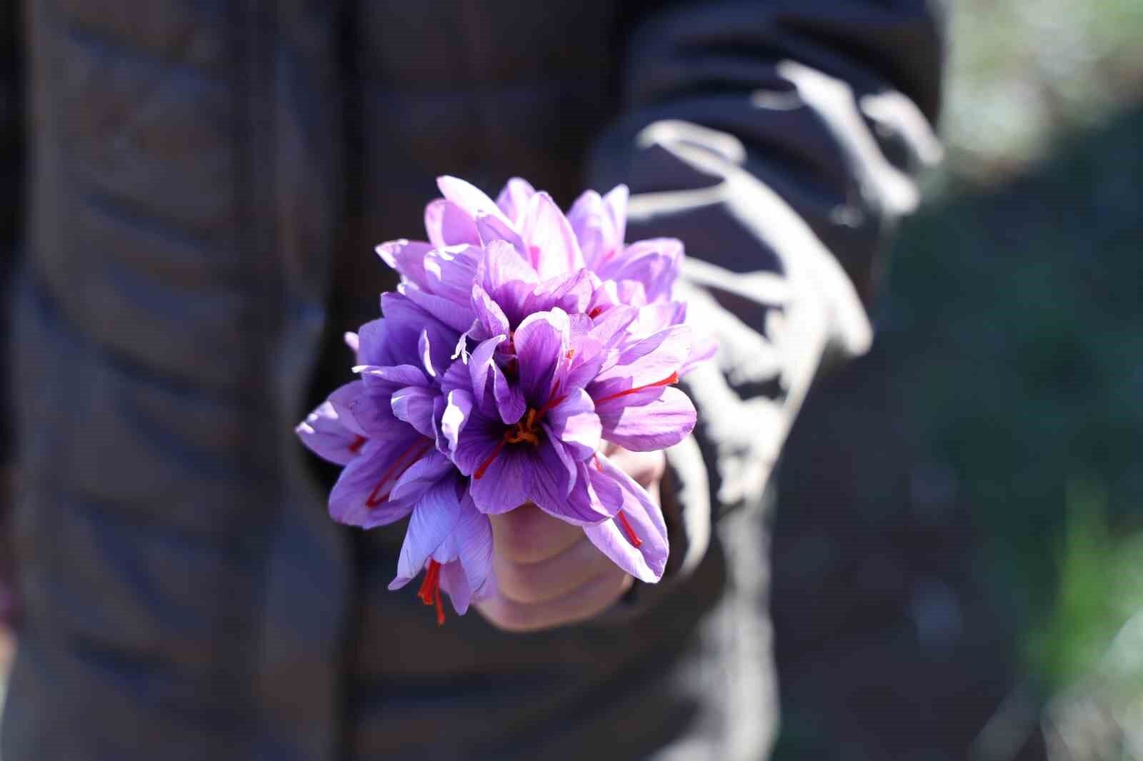 Kadın girişimcinin safran üretimi bölgeye örnek oldu: 300 bin liralık ürün gramla satılıyor
