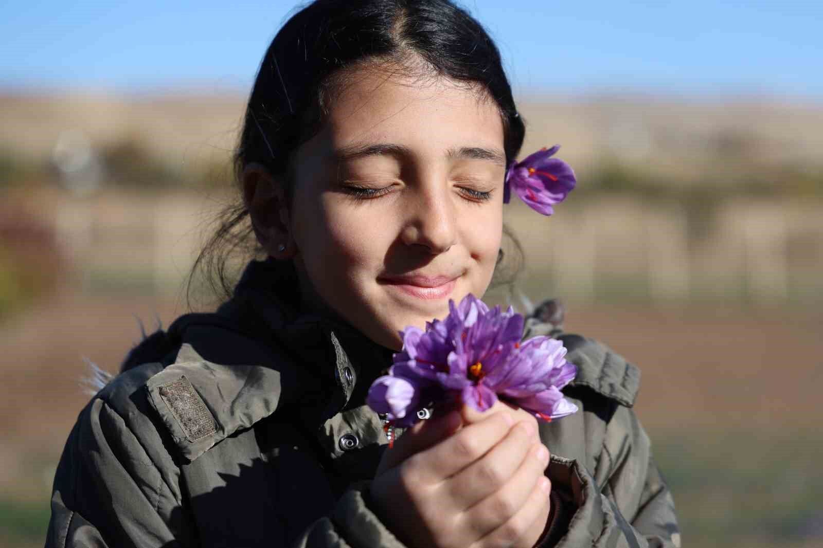 Kadın girişimcinin safran üretimi bölgeye örnek oldu: 300 bin liralık ürün gramla satılıyor