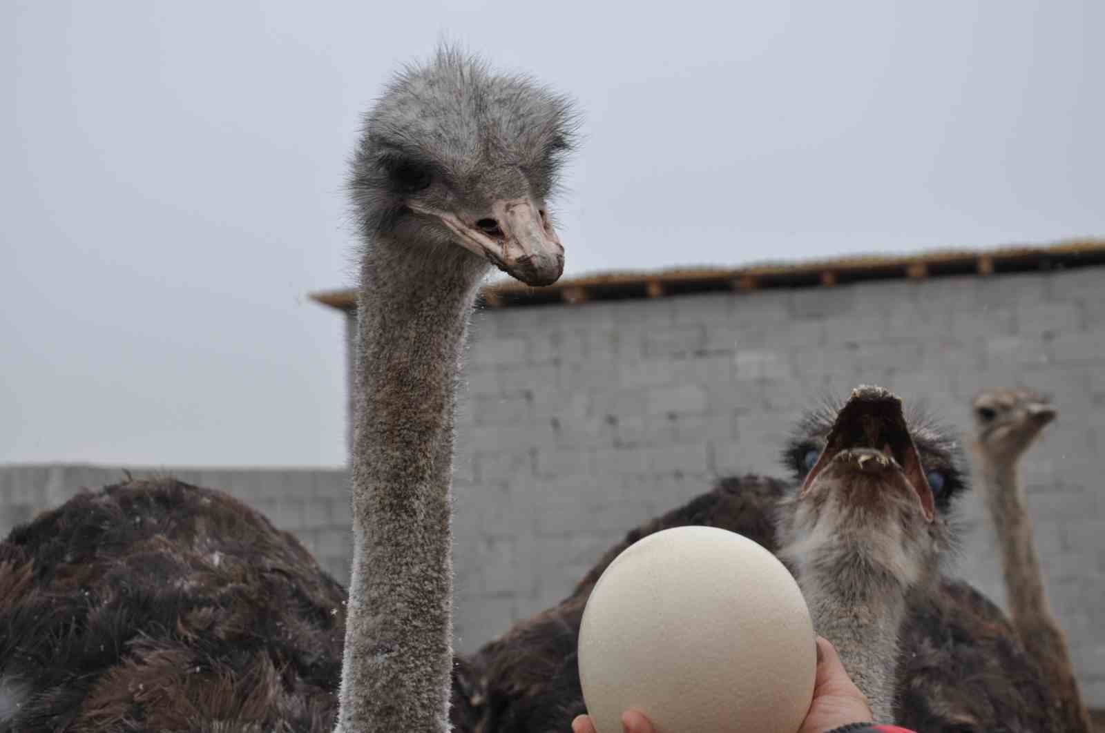 Burası Afrika değil Kars