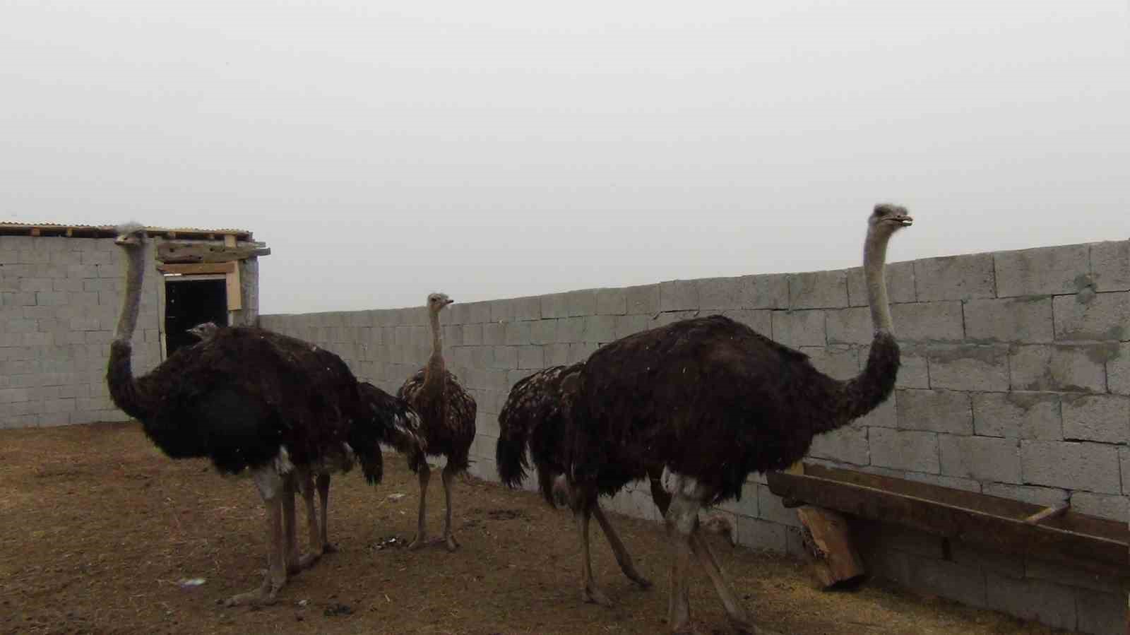 Burası Afrika değil Kars