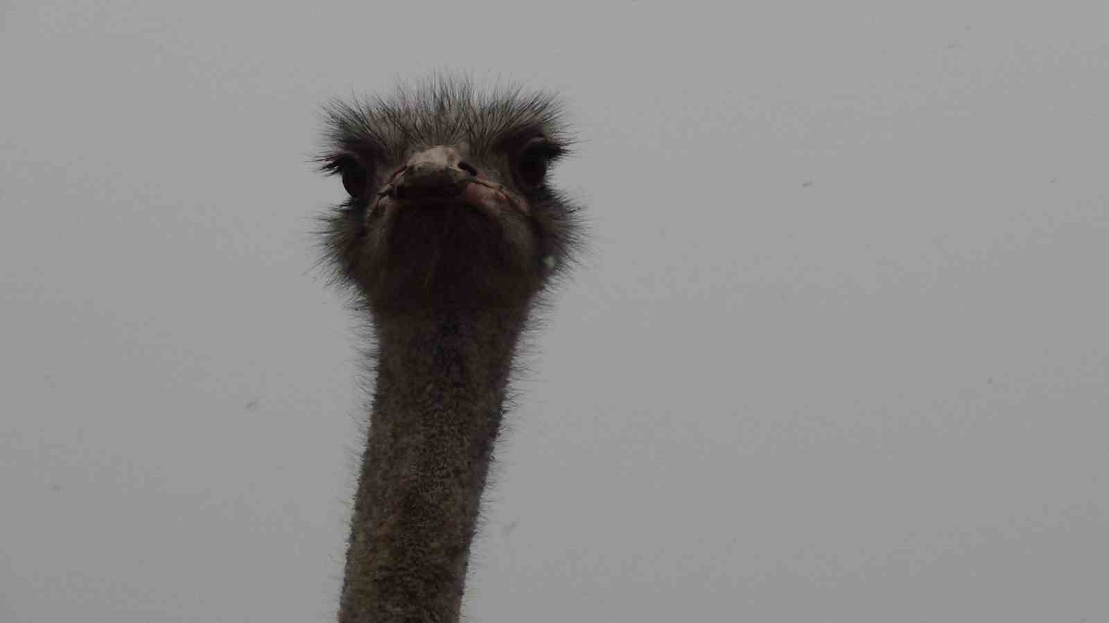 Burası Afrika değil Kars