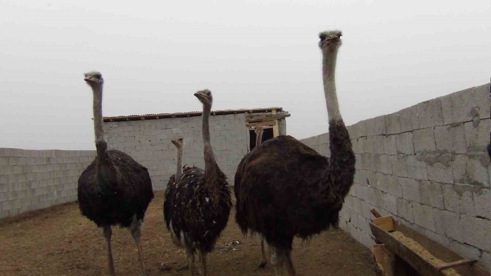 Burası Afrika değil Kars