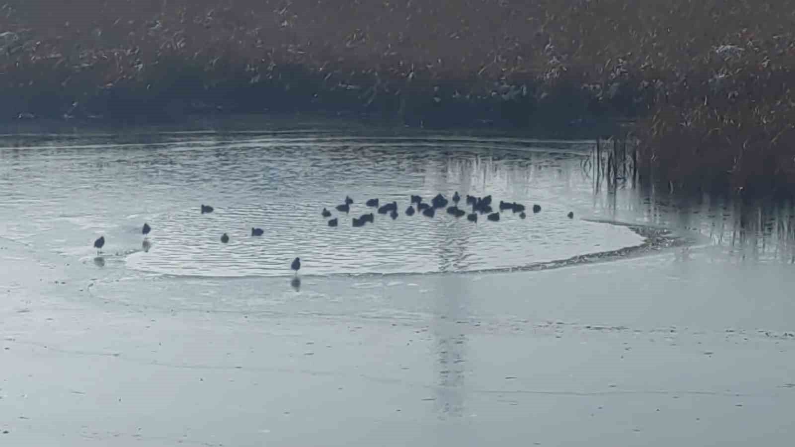 Van’da dereler dondu, ağaçlar kırağı tuttu