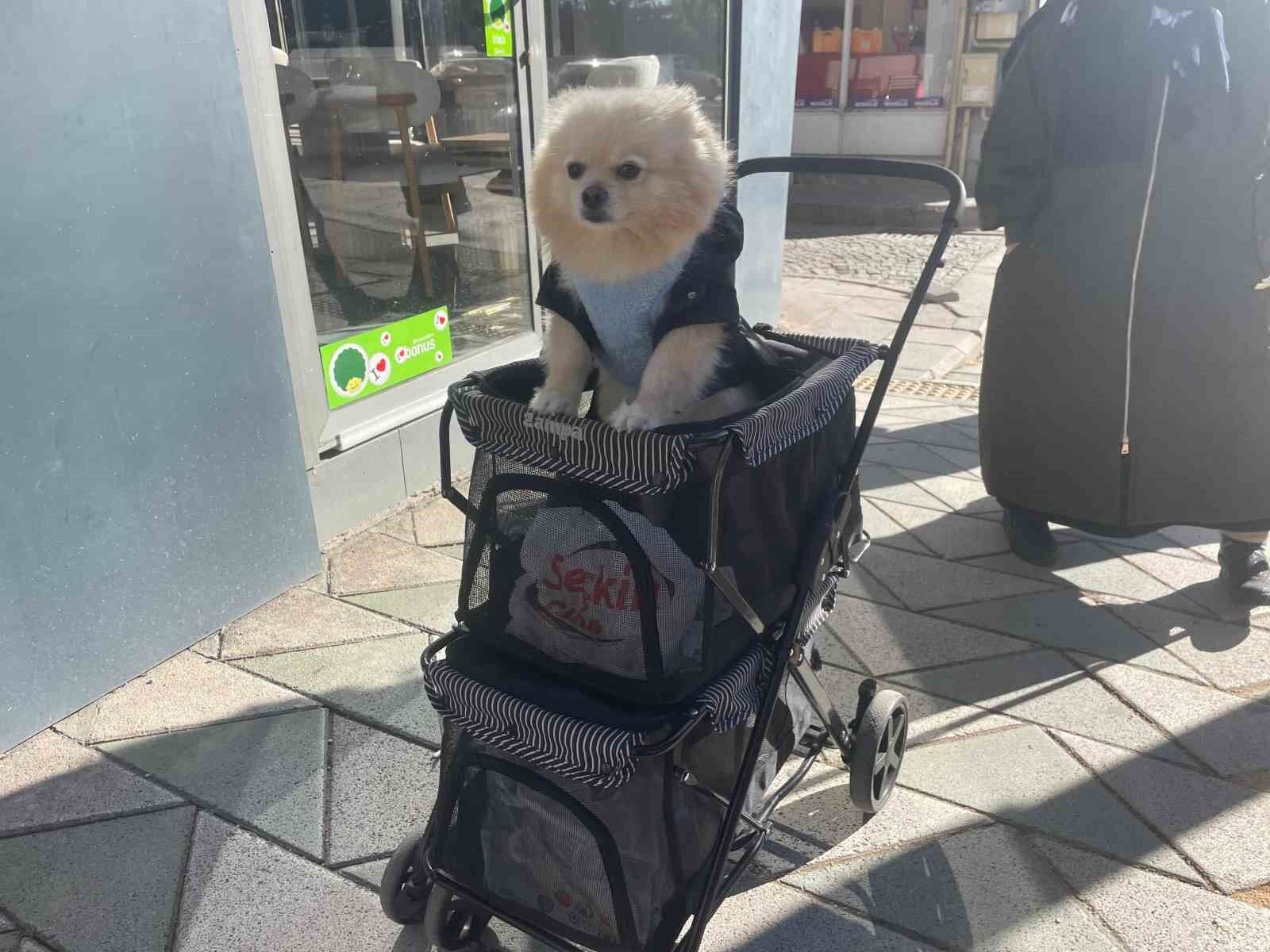 Köpeğini gezdirme arabasıyla bebek gibi dolaştırıyor