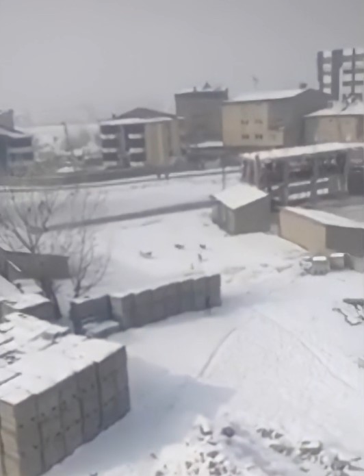 Yüksekova’da başıboş köpeklerin öğrencilere saldırı anı böyle görüntülendi