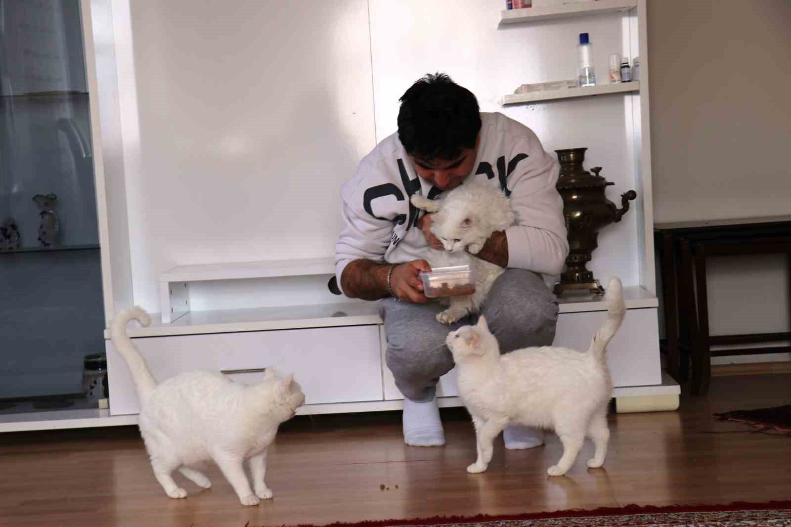 Van kedilerinin neslini kurtarmak için evinin kapılarını açtı