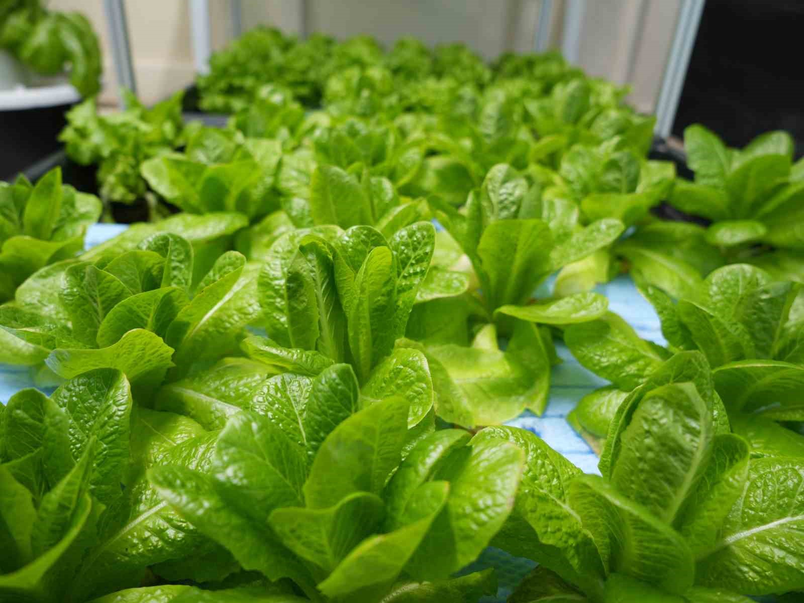 Iğdır’da topraksız tarım için ilk adım atıldı