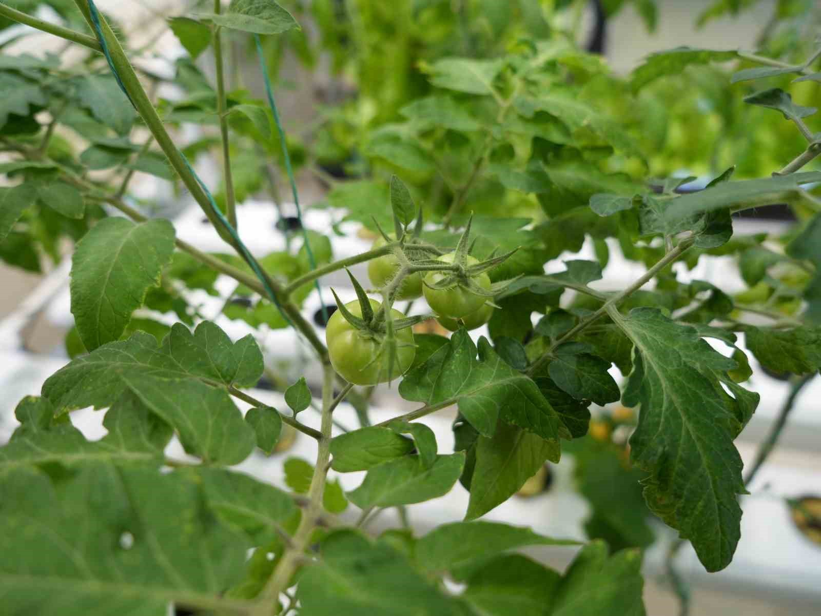 Iğdır’da topraksız tarım için ilk adım atıldı