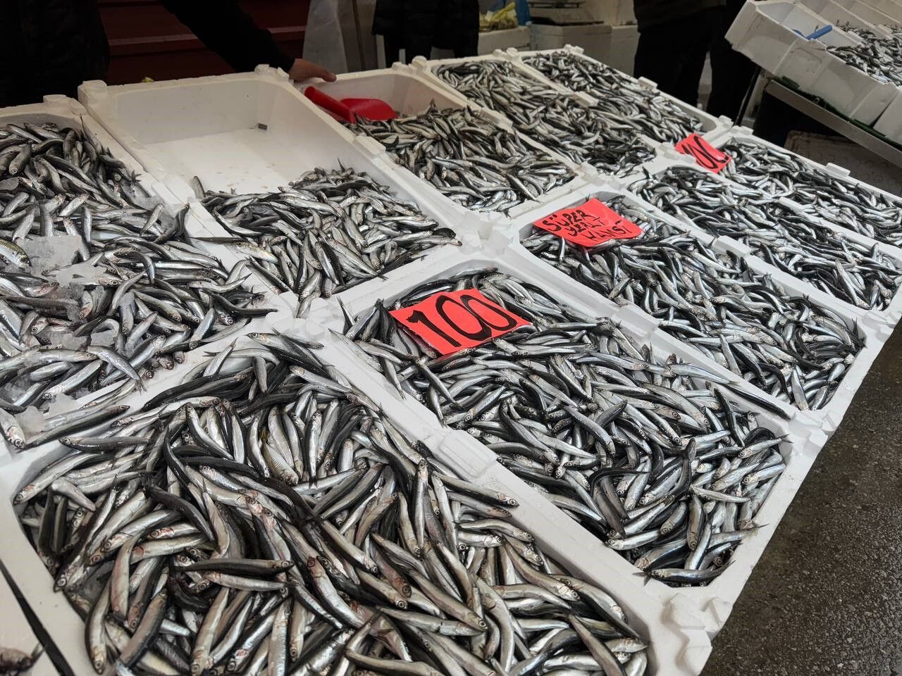 Zonguldak’ta hamsi 100 liradan alıcı buldu