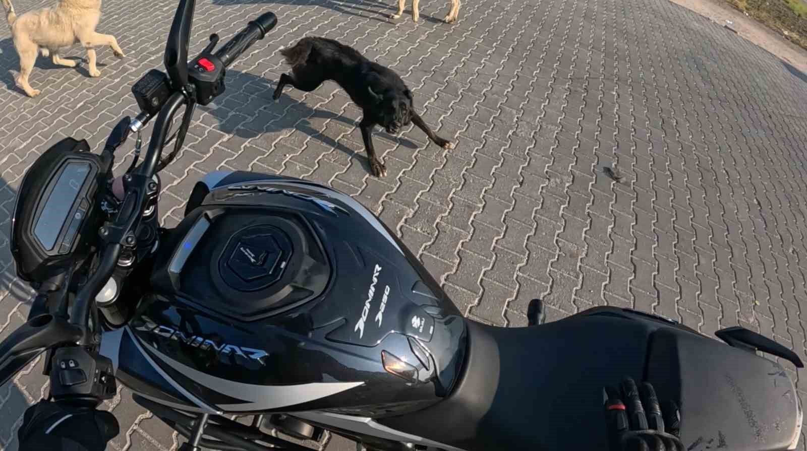 Seyir halindeki motosiklete 3 başıboş köpeğin saldırı anı kask kamerasına yansıdı