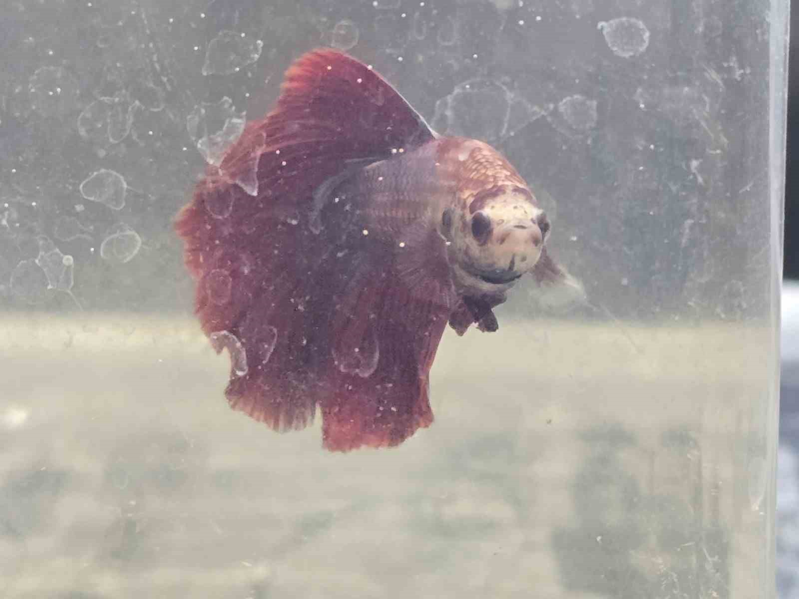 Kavgacı balıklar ayrı bölümlerde tutularak satışa sunuluyor