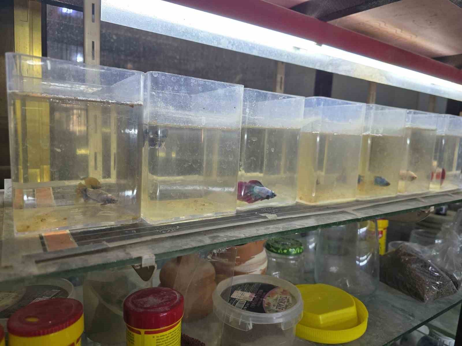 Kavgacı balıklar ayrı bölümlerde tutularak satışa sunuluyor