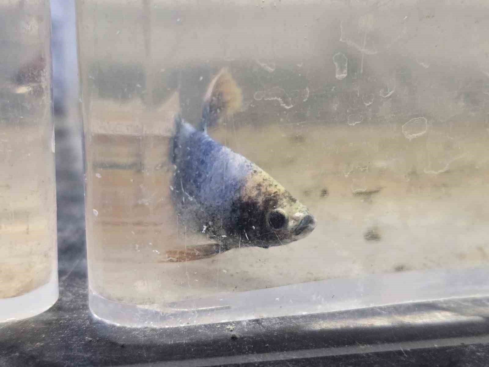 Kavgacı balıklar ayrı bölümlerde tutularak satışa sunuluyor