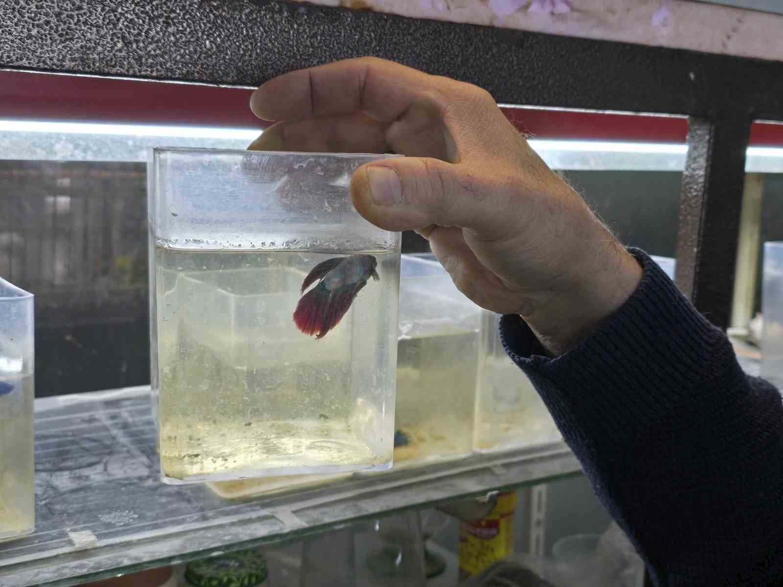 Kavgacı balıklar ayrı bölümlerde tutularak satışa sunuluyor