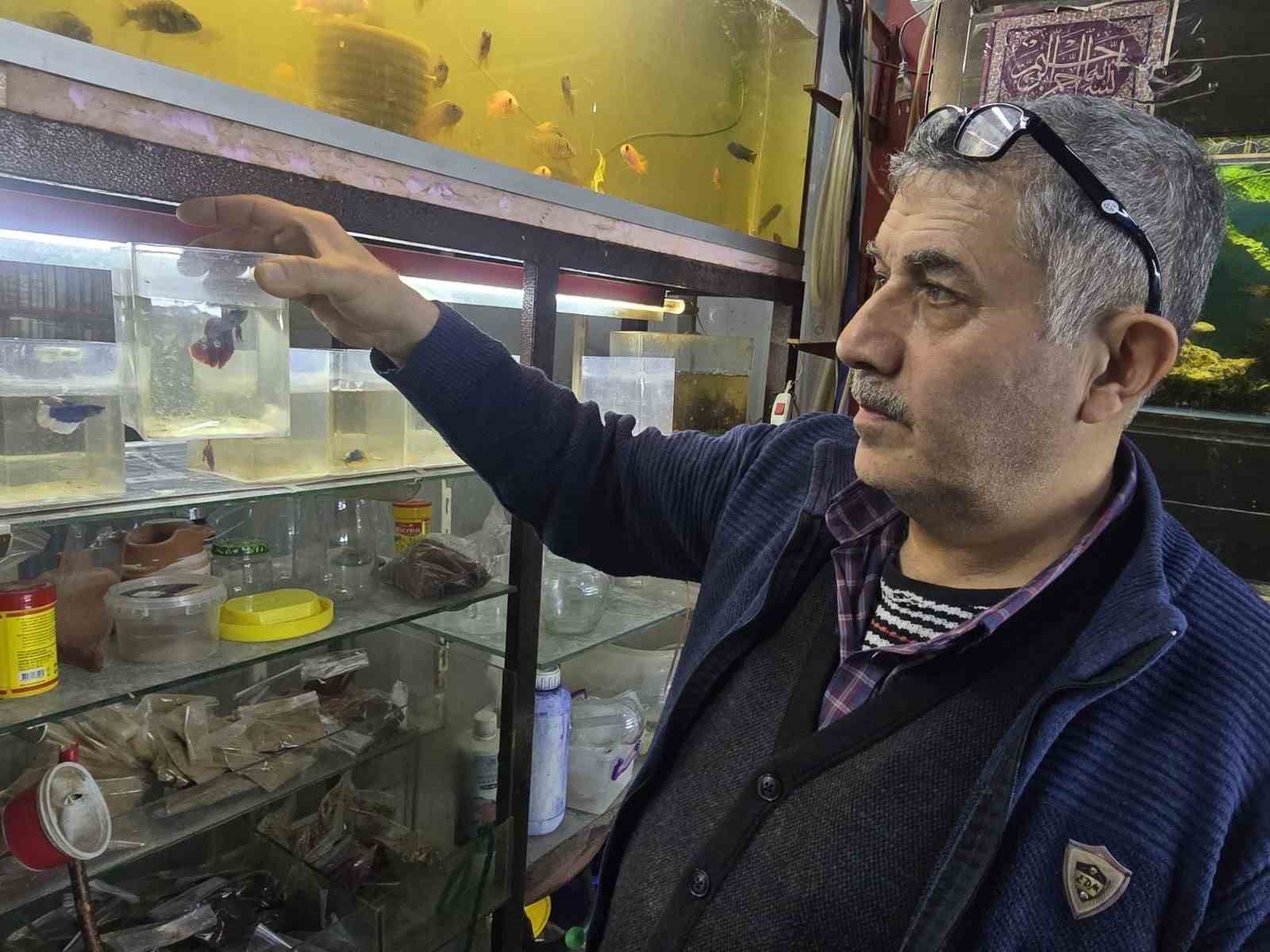 Kavgacı balıklar ayrı bölümlerde tutularak satışa sunuluyor