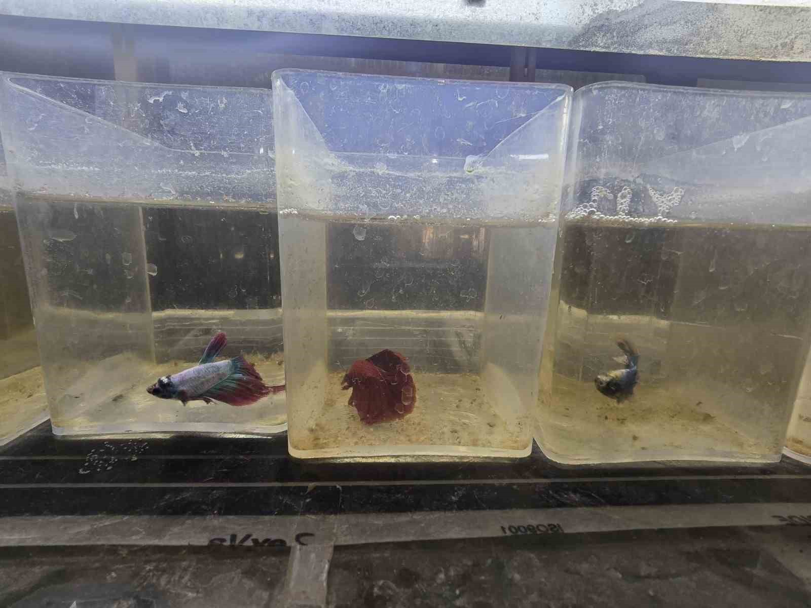 Kavgacı balıklar ayrı bölümlerde tutularak satışa sunuluyor