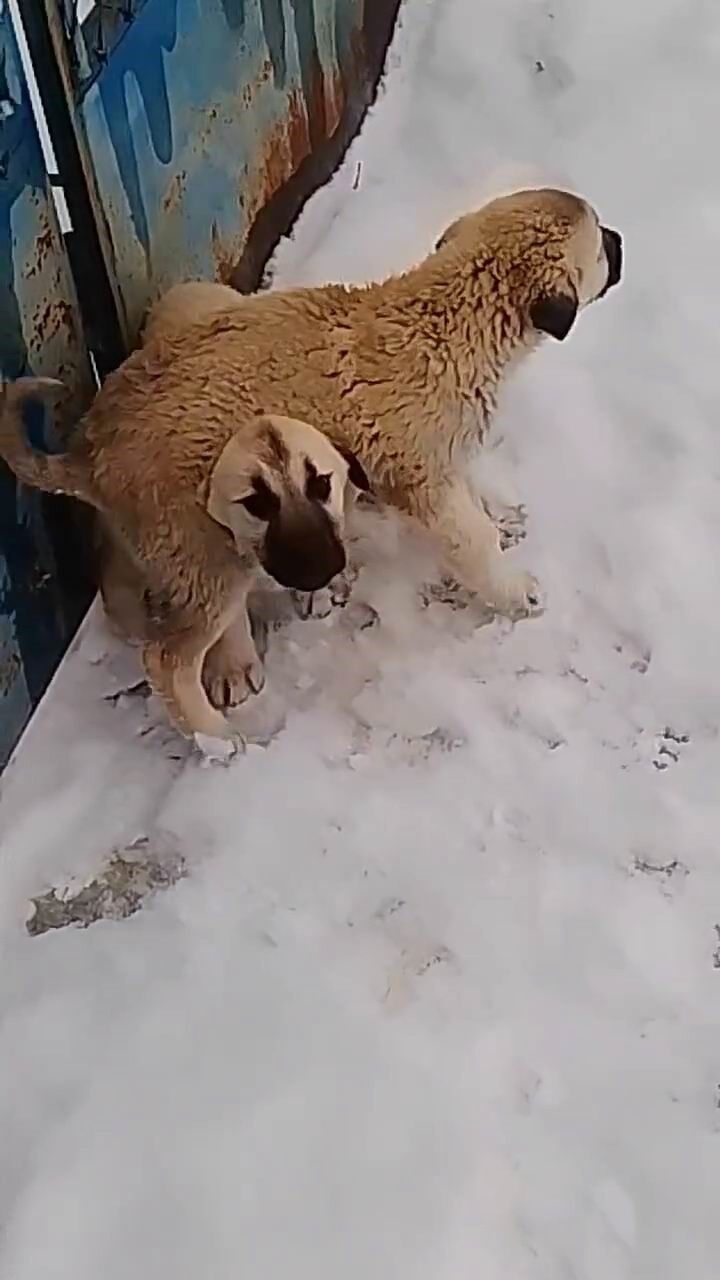 Boylarından büyük işe kalkıştılar: Yavru köpekler, köpek sürüsüne kafa tuttu