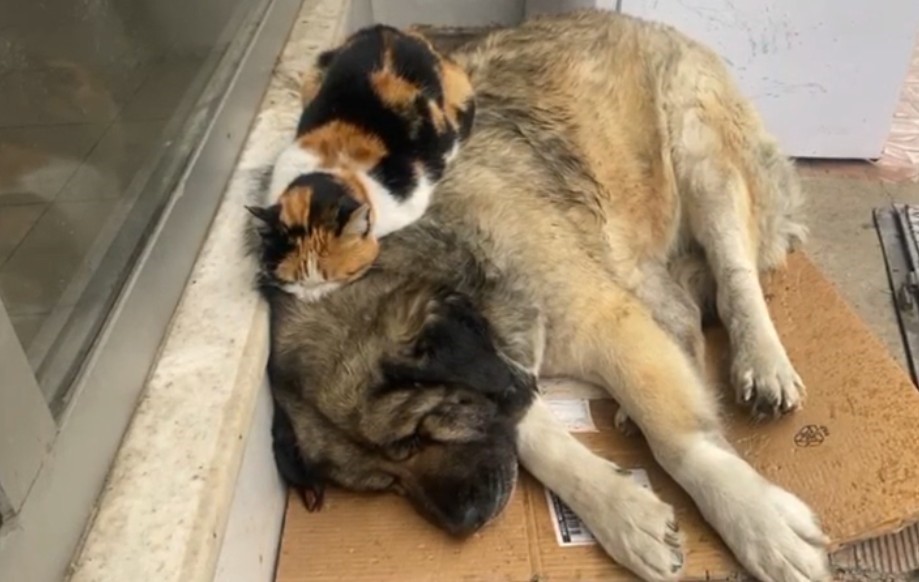 Kedi, soğuktan korunmak için köpeğe sığındı: O anlar yürekleri ısıttı