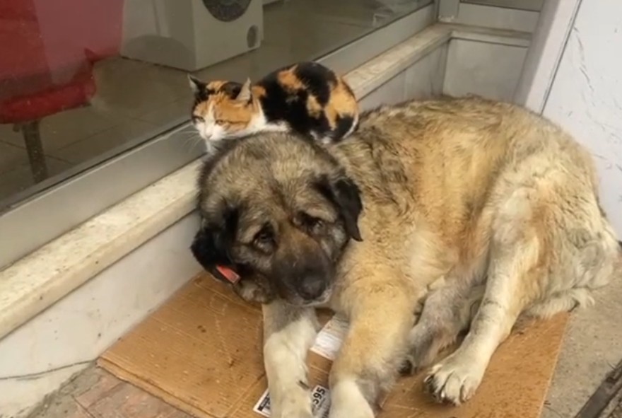 Kedi, soğuktan korunmak için köpeğe sığındı: O anlar yürekleri ısıttı