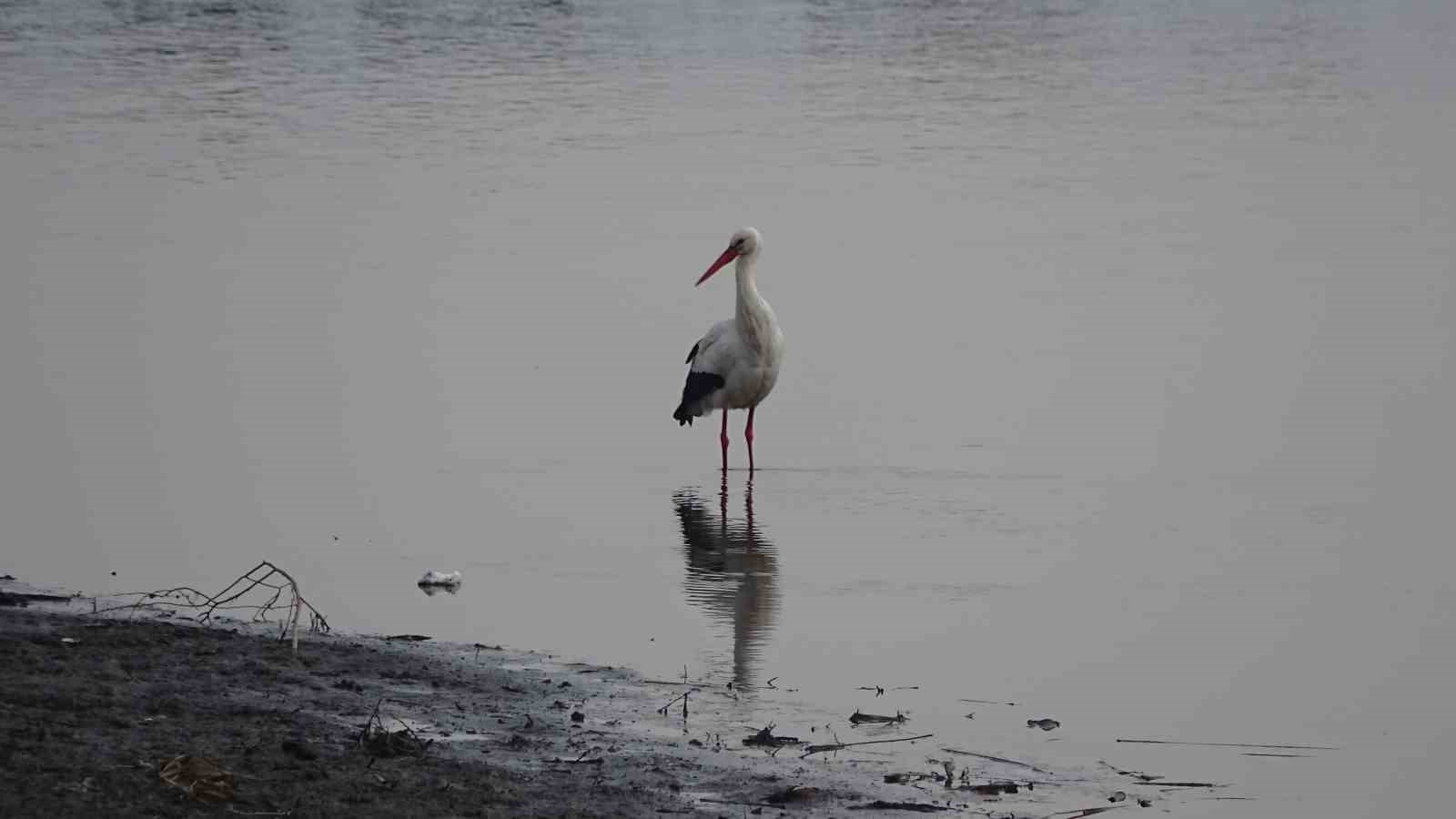 Muş’ta leylekler dondurucu soğuklara rağmen göç etmedi