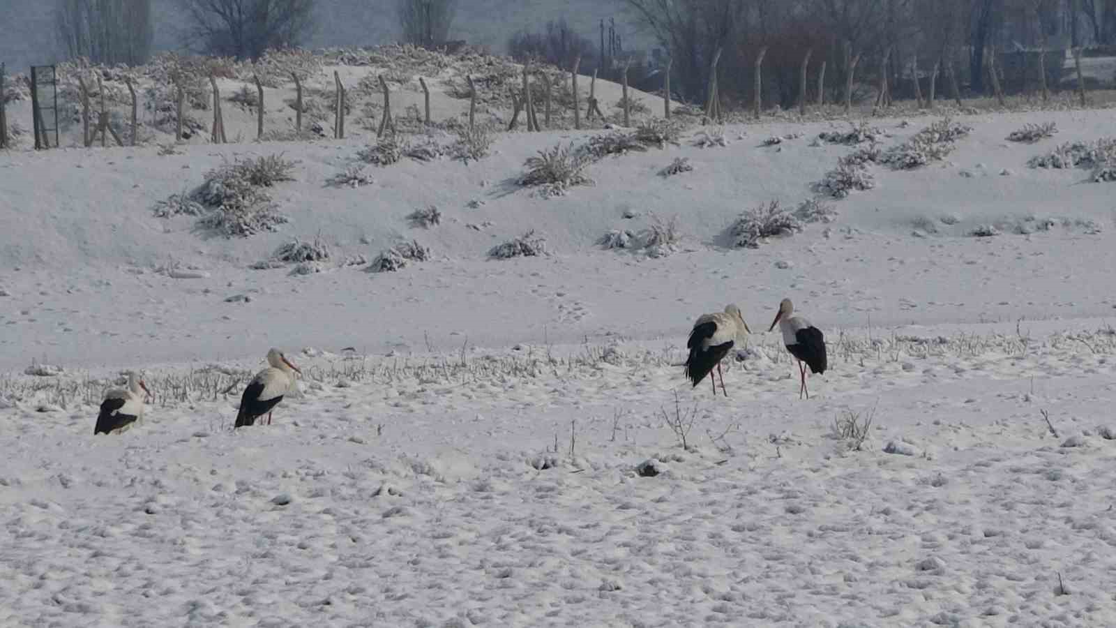 Muş’ta leylekler dondurucu soğuklara rağmen göç etmedi