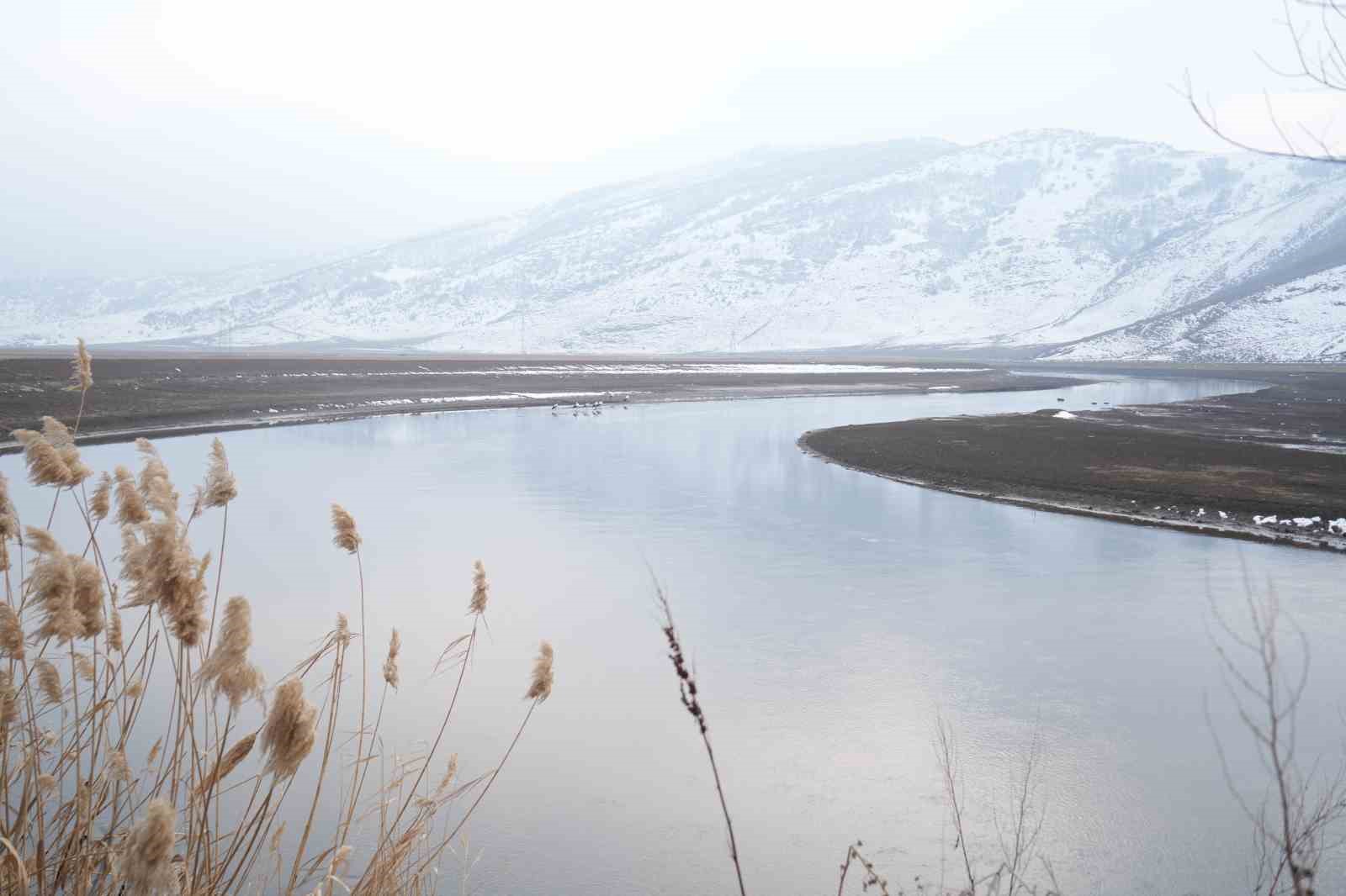 Muş’ta leylekler dondurucu soğuklara rağmen göç etmedi