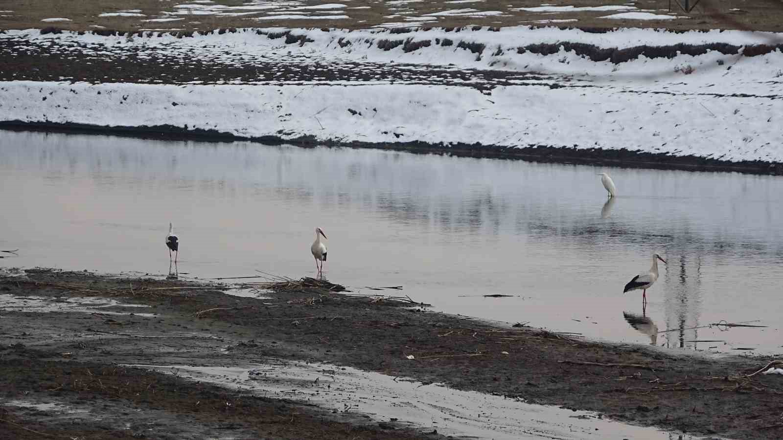 Muş’ta leylekler dondurucu soğuklara rağmen göç etmedi