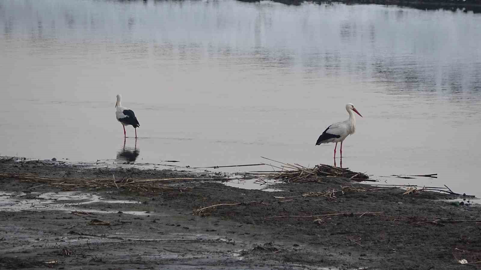 Muş’ta leylekler dondurucu soğuklara rağmen göç etmedi