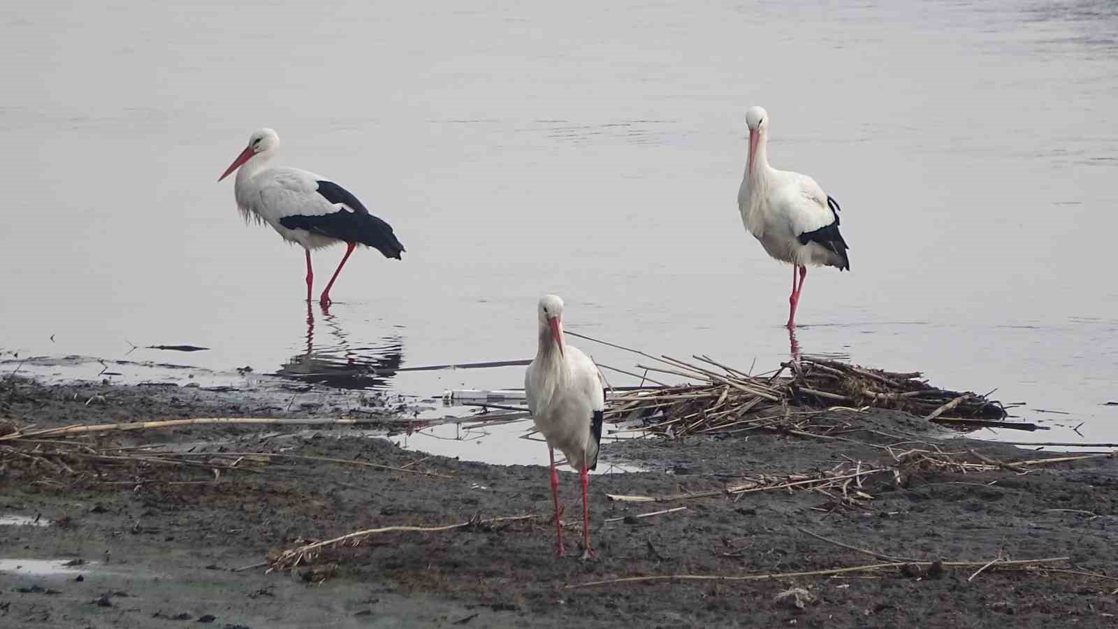 Muş’ta leylekler dondurucu soğuklara rağmen göç etmedi
