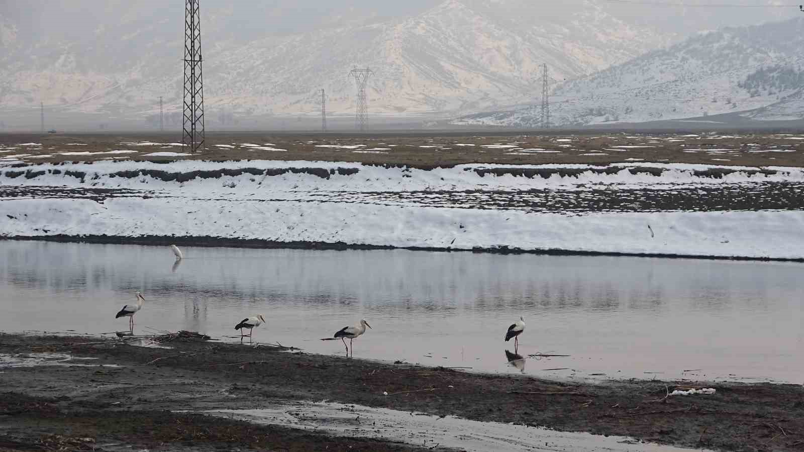 Muş’ta leylekler dondurucu soğuklara rağmen göç etmedi