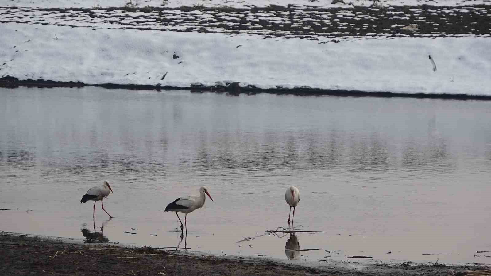 Muş’ta leylekler dondurucu soğuklara rağmen göç etmedi