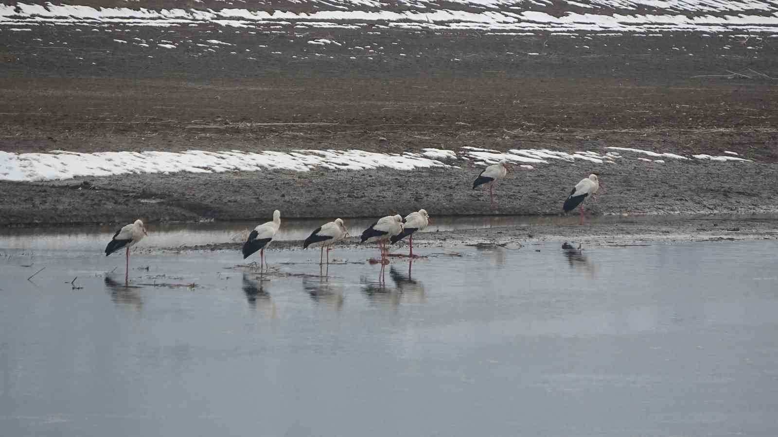 Muş’ta leylekler dondurucu soğuklara rağmen göç etmedi