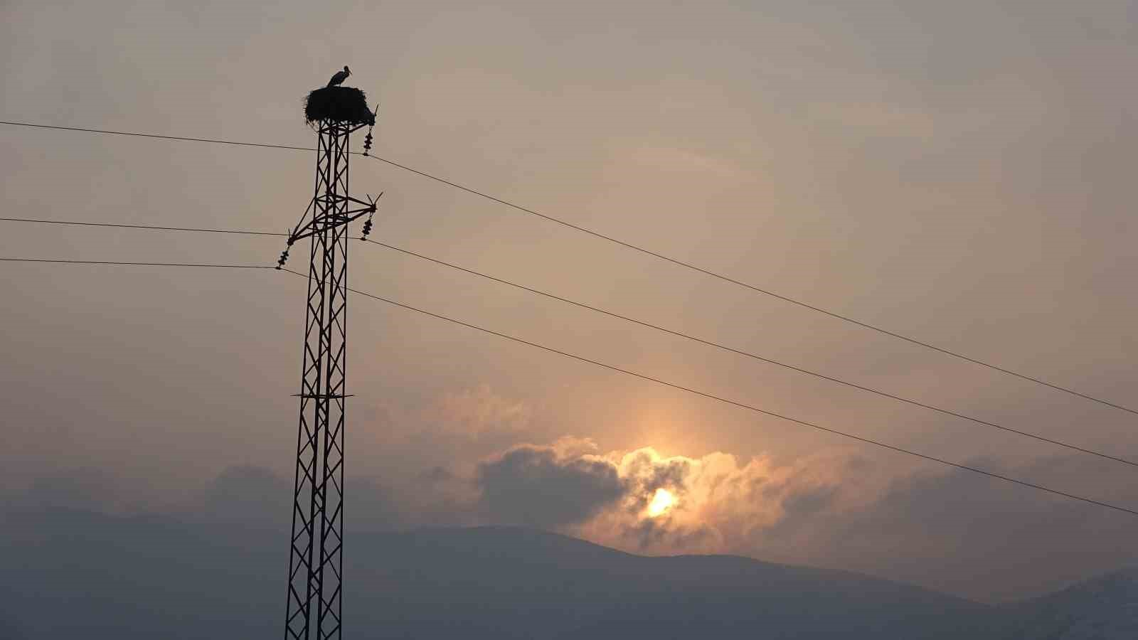 Muş’ta leylekler dondurucu soğuklara rağmen göç etmedi
