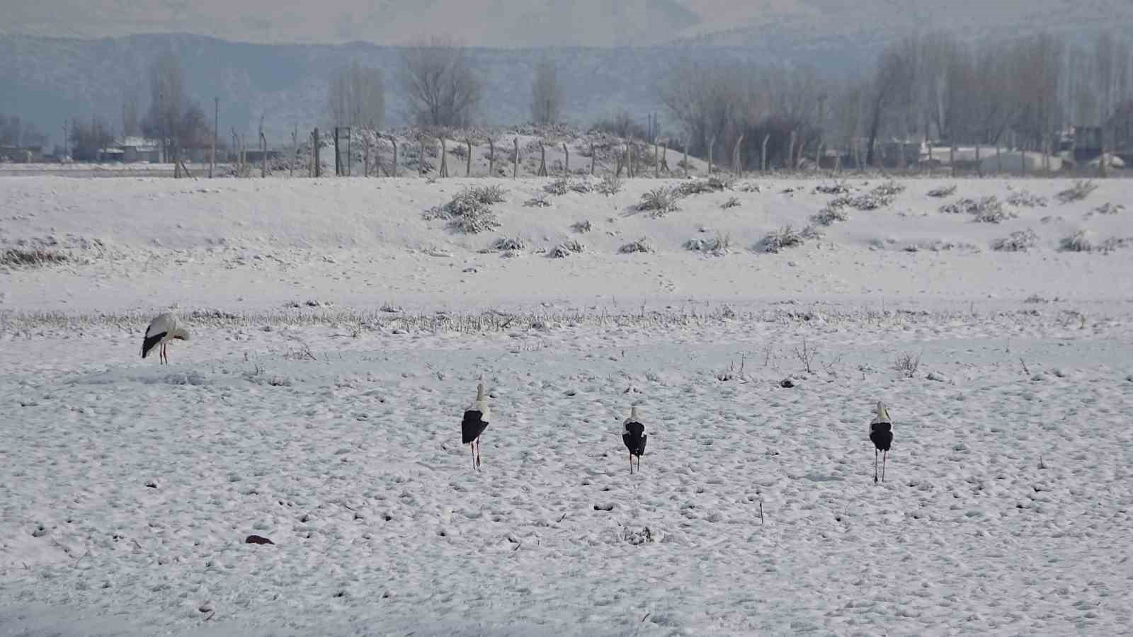 Muş’ta leylekler dondurucu soğuklara rağmen göç etmedi
