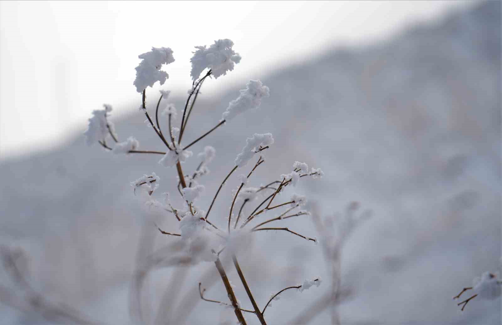 Muş’ta kırağı tutan otlar pamuk tarlasını andırıyor
