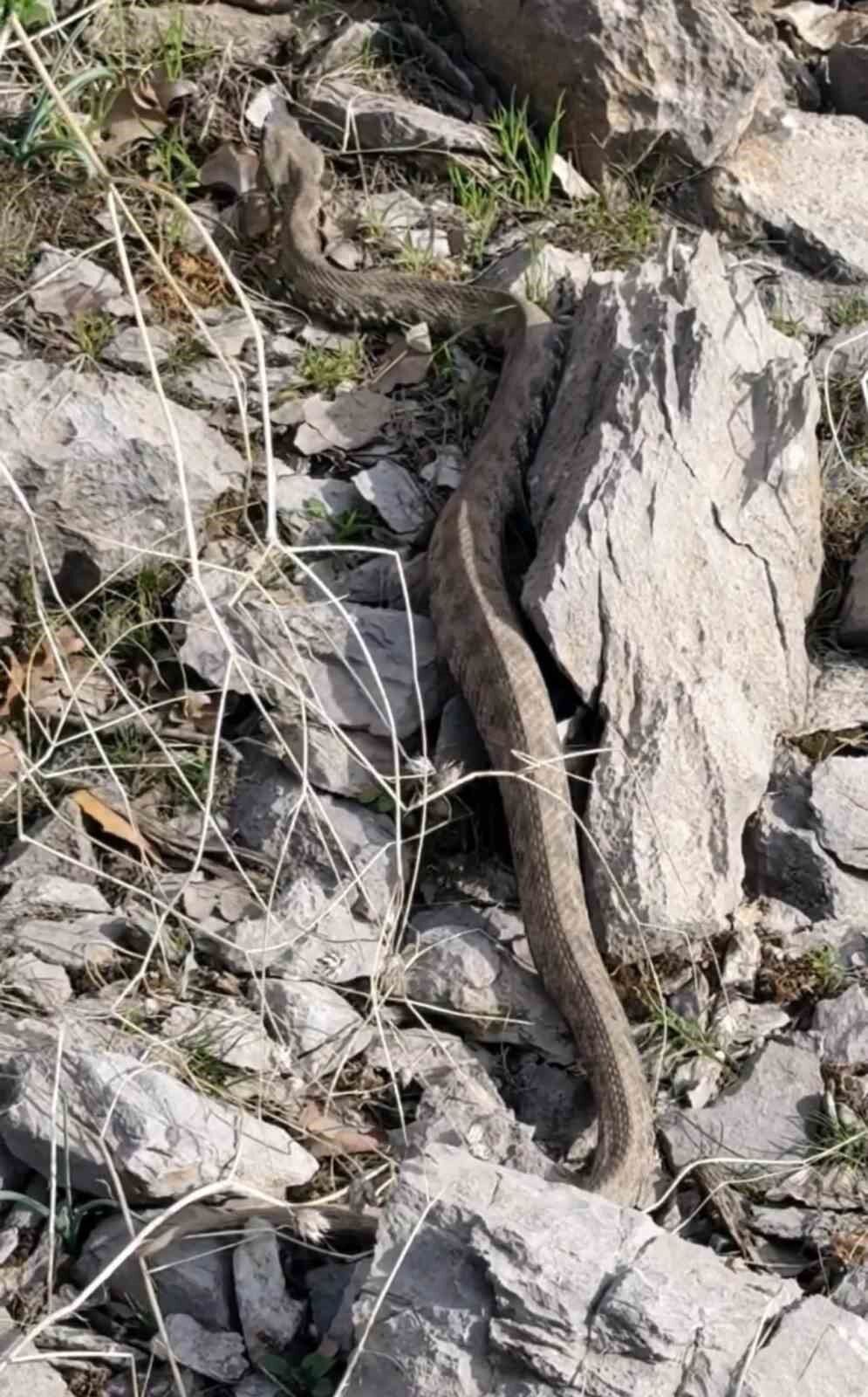 Şemdinli’de engerek yılanı görüntülendi