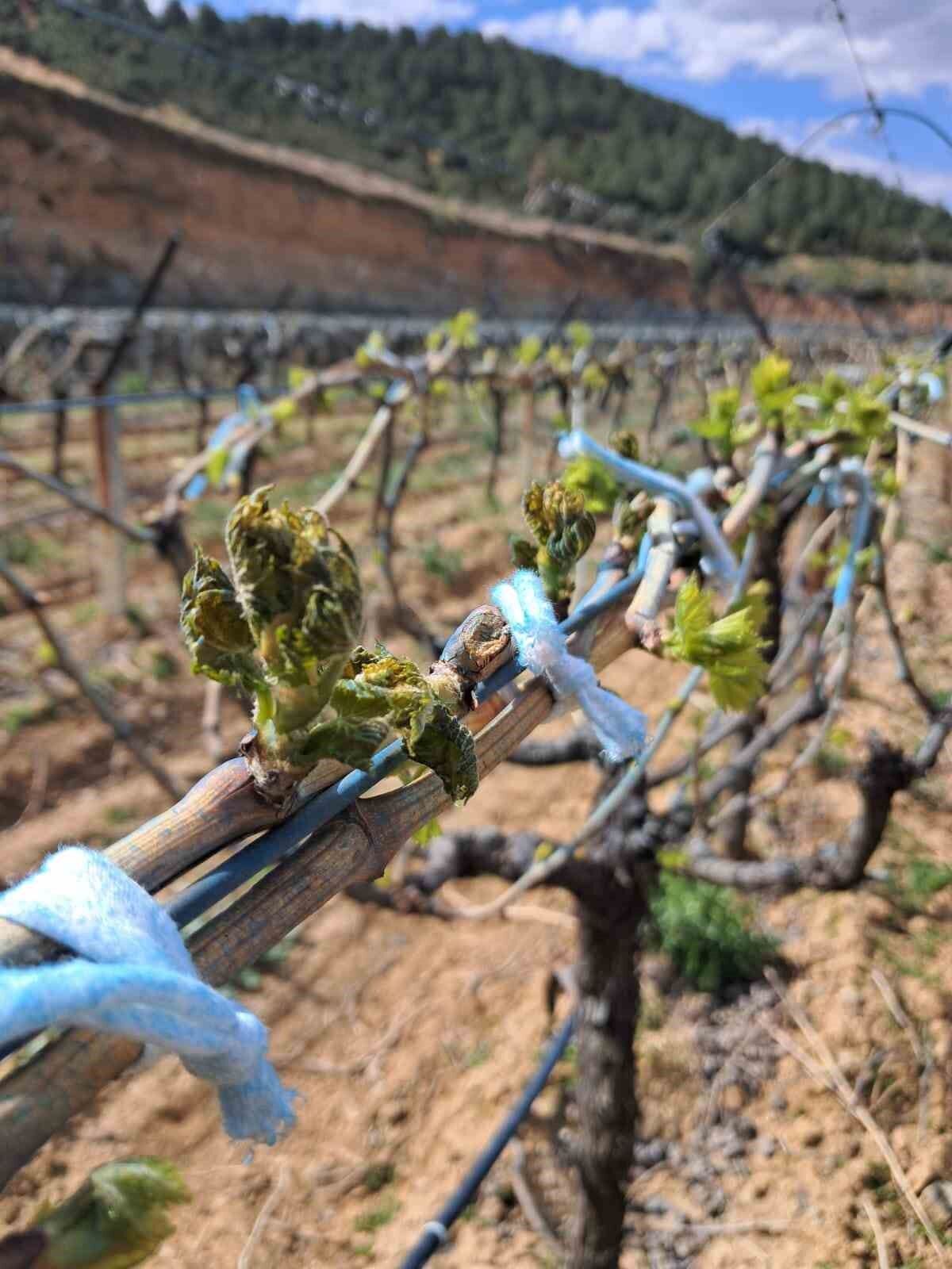 Manisa’da zirai don tehlikesi devam ediyor